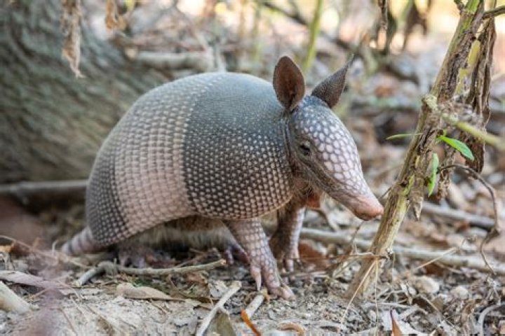 Are armadillo edible?