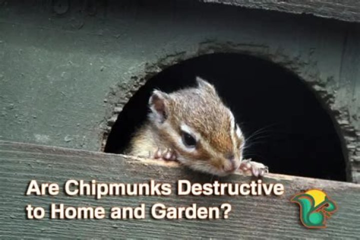 Are chipmunks destructive to homes?