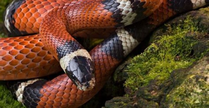 Are corn snake poisonous?