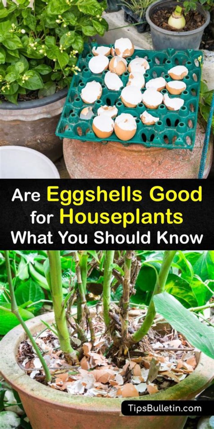 Are eggshells good for snails?