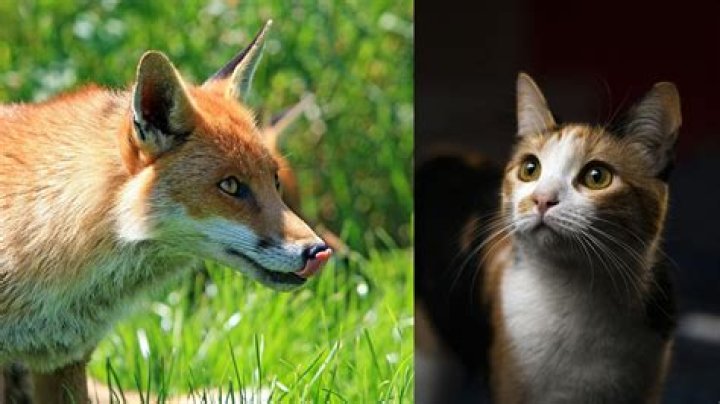 Are foxes cats?