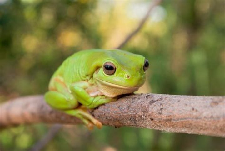 Are frogs good to have in your yard?