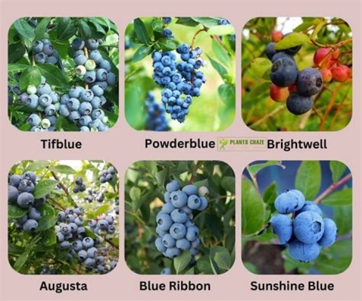 Are grapes better than blueberries?