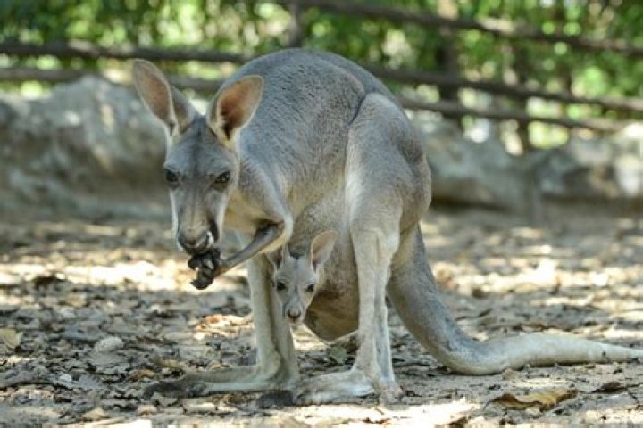 Are kangaroos born without hind legs?