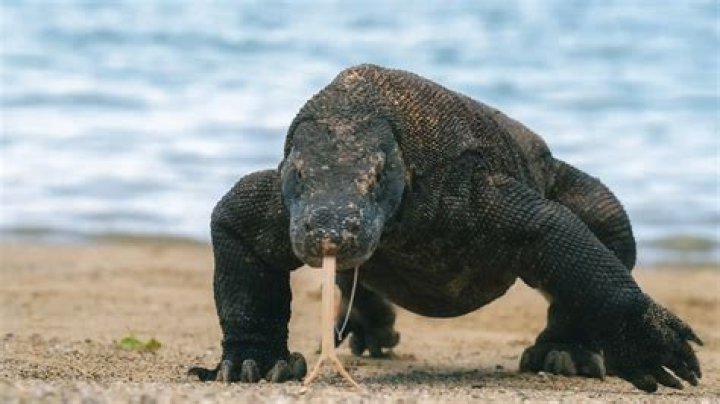 Are Komodo dragons poisonous?