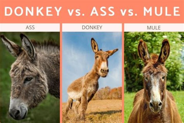 Are mules conceived naturally?