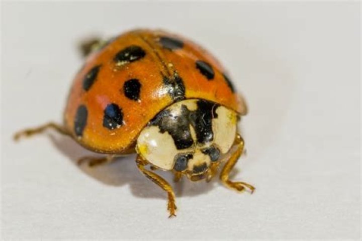 Are orange ladybugs bad?