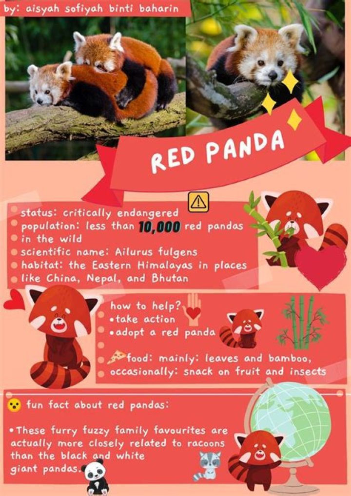 Are red pandas lazy?