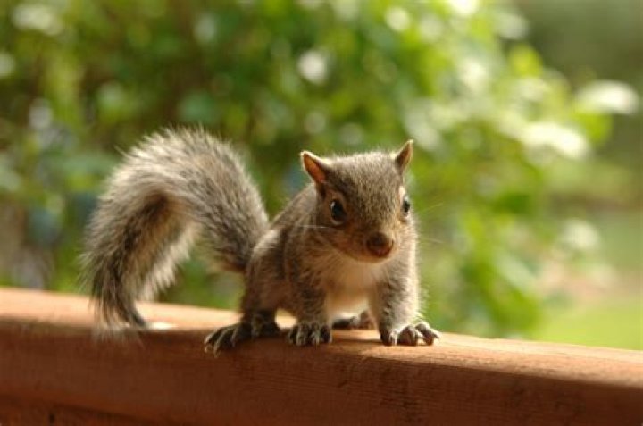 Are Squirrels smart?
