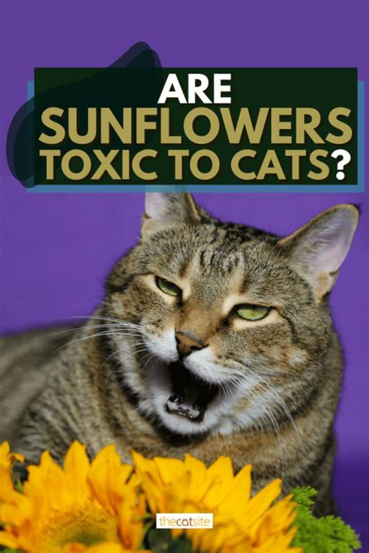 Are sunflowers poisonous to cats?