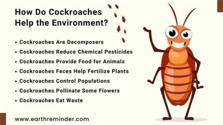 Are there any benefits to cockroaches?