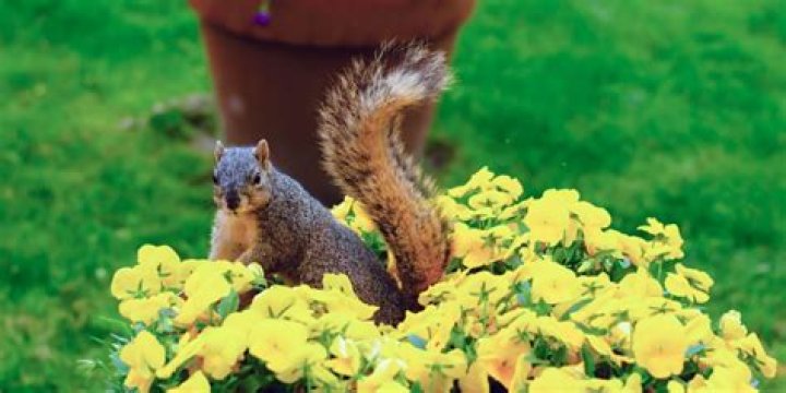 Are there benefits to having squirrels in your yard?