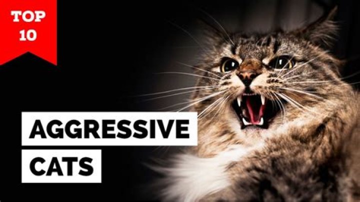 Are unfixed female cats more aggressive?