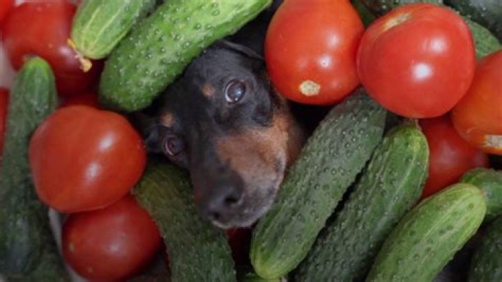 Are vegetables bad for dogs?