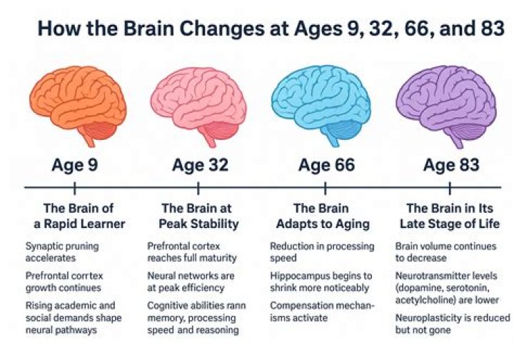 At what age does the brain shrink?