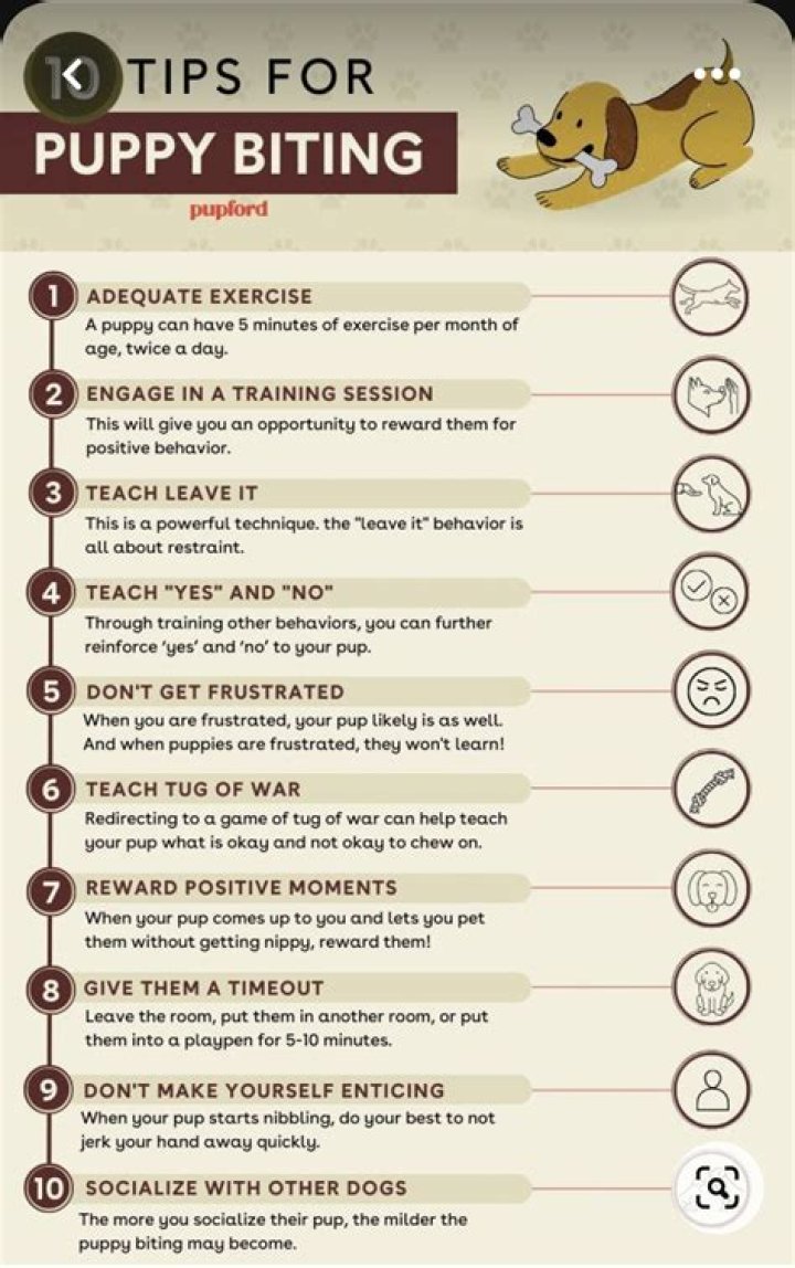 At what age should puppies stop biting?