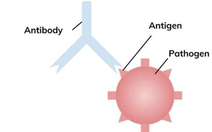 At what point after infection with COVID-19 will there be enough antibodies to be detected in an antibody test?