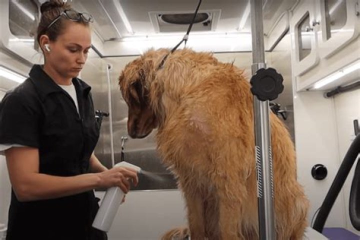 Can a 14 year old work at a dog groomer?