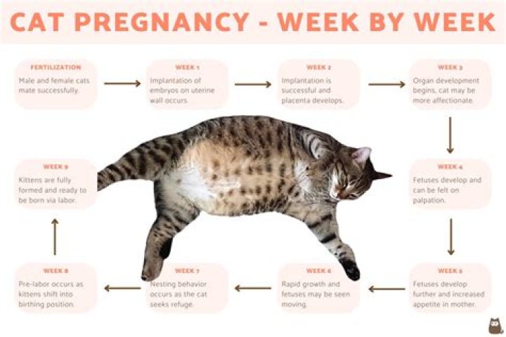 Can a cat be pregnant with 2 different litters?