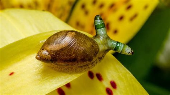 Can a snail grow back its eye?
