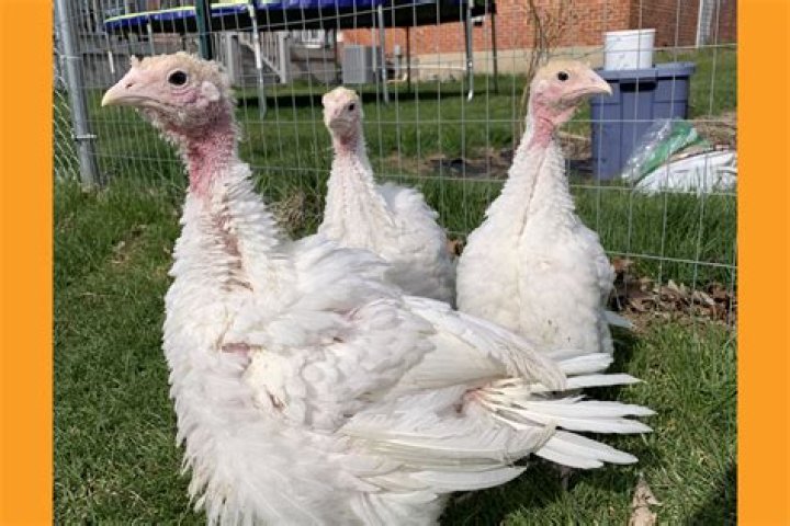 Can a turkey and a chicken breed?