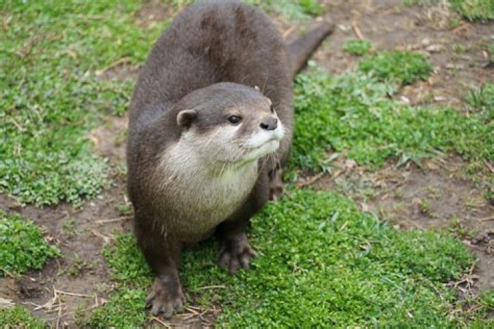 Can an otter be a pet?