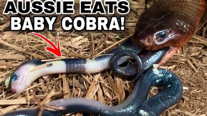 Can baby snakes bite?