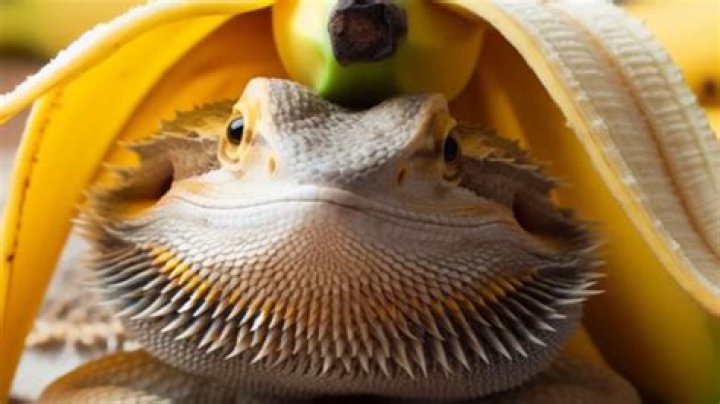 Can bearded dragons have banana?