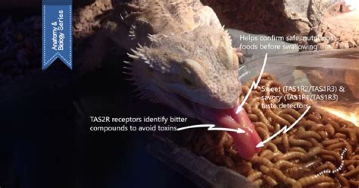 Can bearded dragons smell their owners?