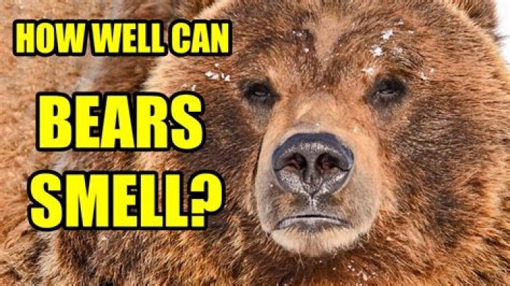 Can bears smell food in cans?