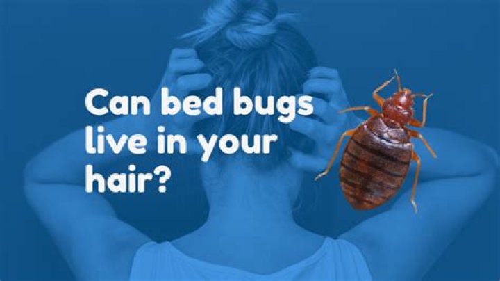 Can bed bugs live in toilet?