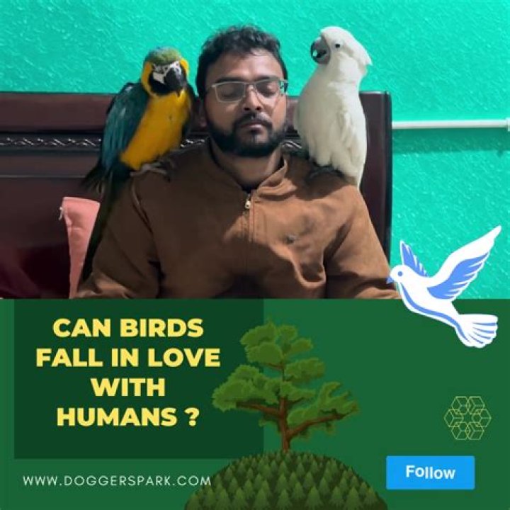 Can birds fall in love with humans?
