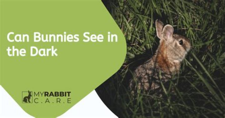 Can bunnies see in the dark?