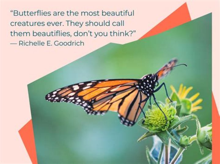 Can butterflies think?
