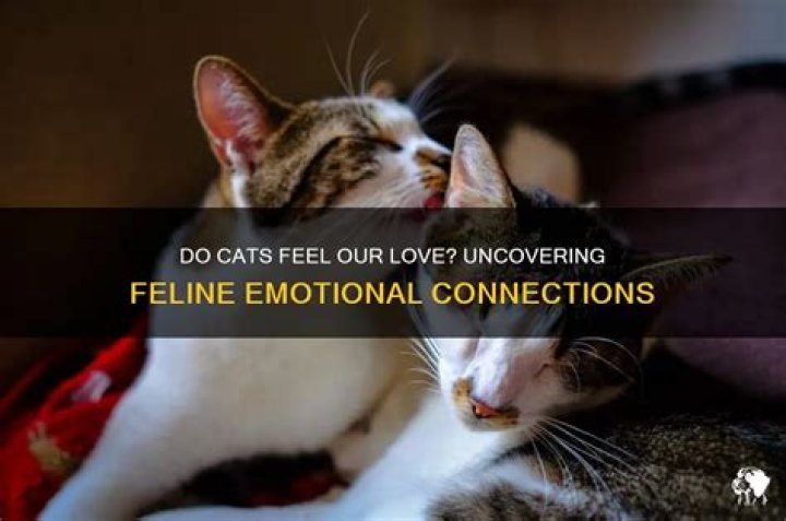 Can cats sense you love them?