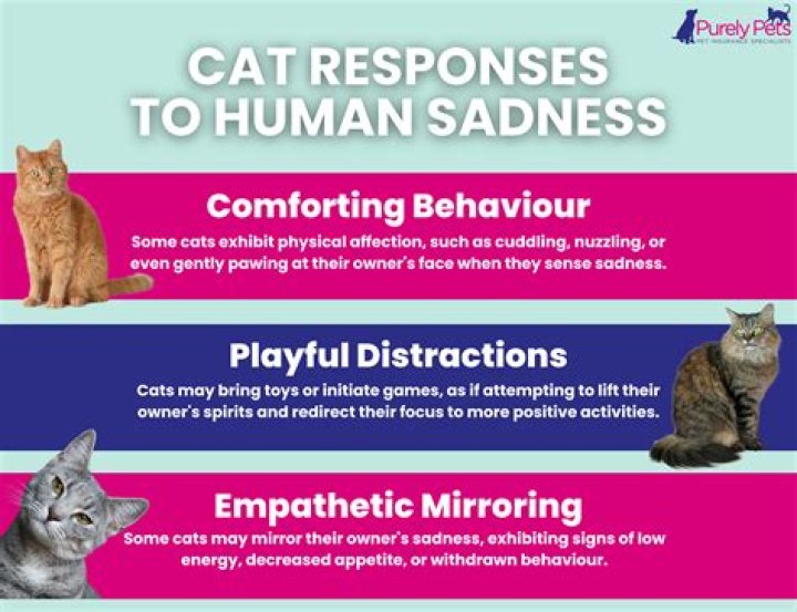 Can cats tell when you're crying?