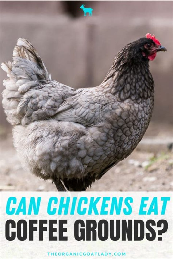 Can chickens eat coffee grounds?
