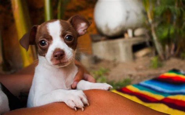 Can dogs absorb negative energy?