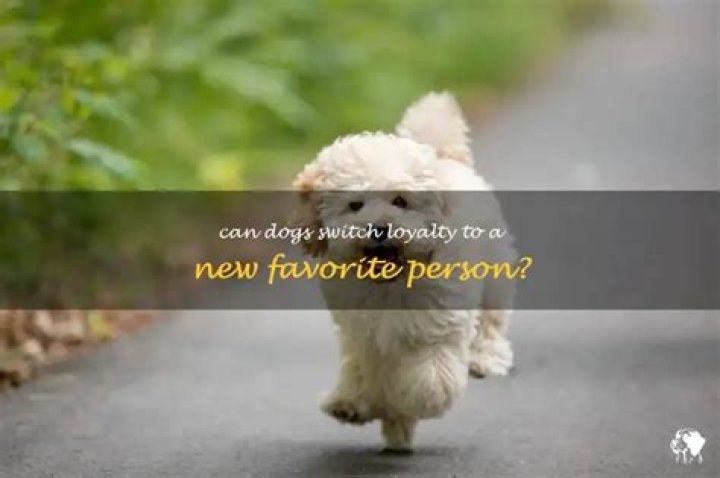 Can dogs change their favorite person?