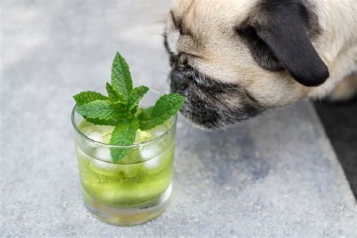 Can dogs have frozen lemonade?