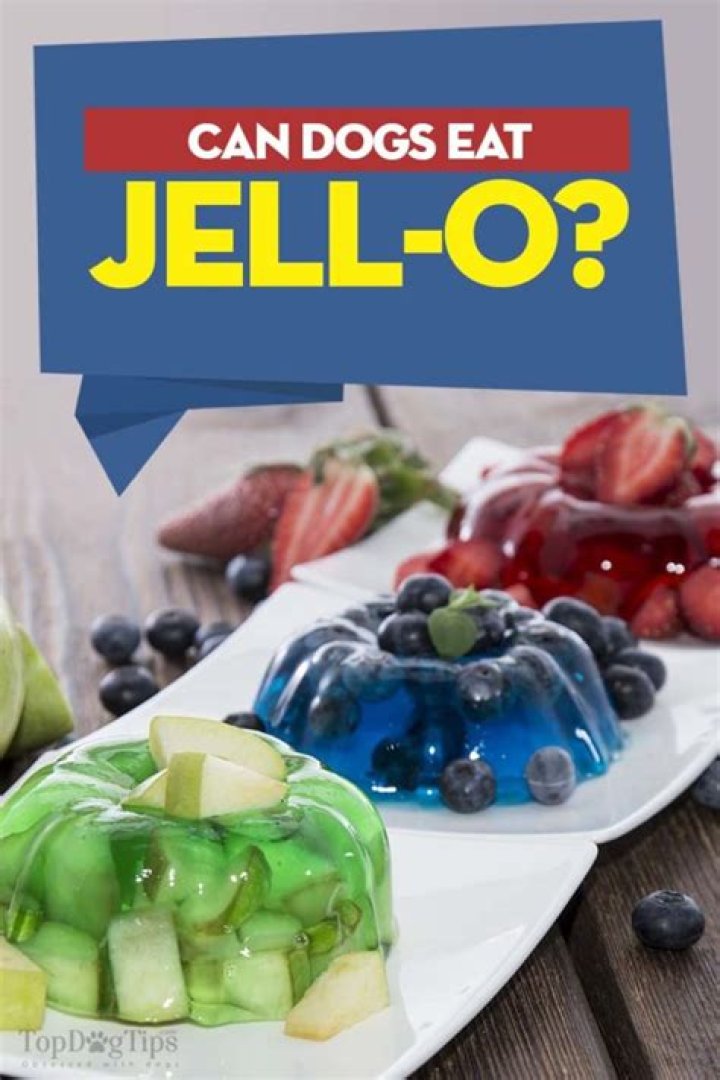 Can dogs have jello?