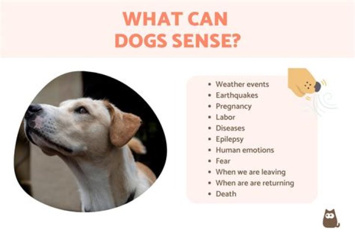 Can dogs sense intrusive thoughts?