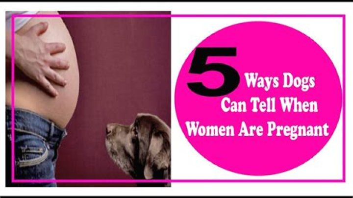 Can dogs tell if your pregnant?