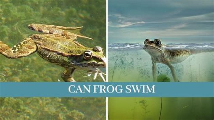 Can frogs swim forever?
