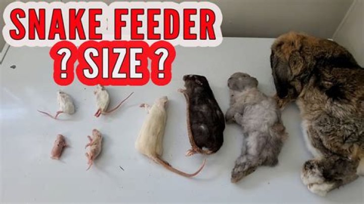 Can I feed my snake a dead mouse?