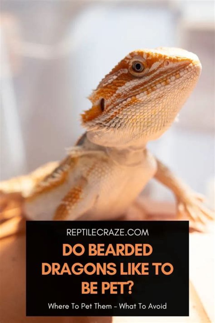 Can I give my bearded dragon CBD oil?