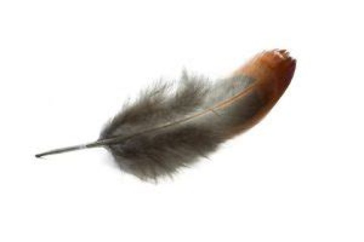 Can I keep a hawk feather I found?