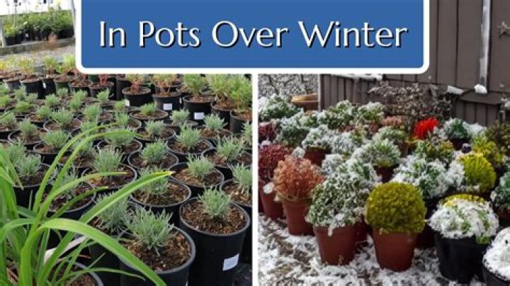 Can I leave soil in pots over winter?