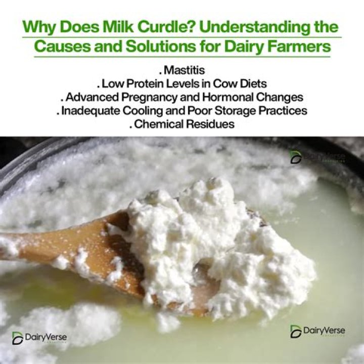 Can I use curdled milk?