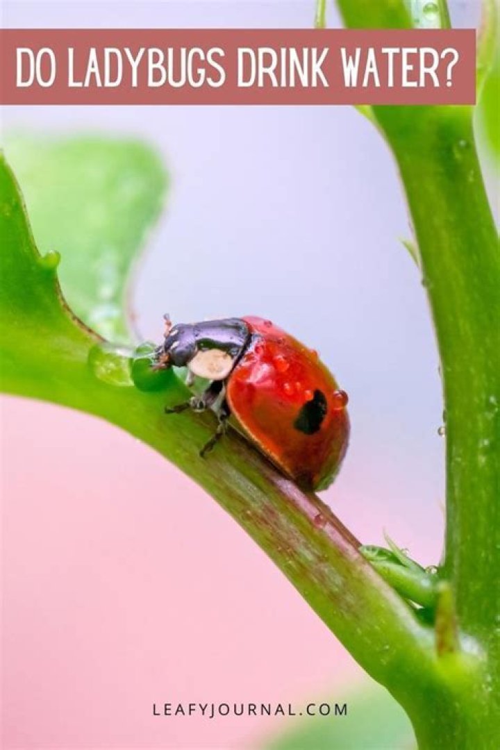 Can ladybugs drink water?